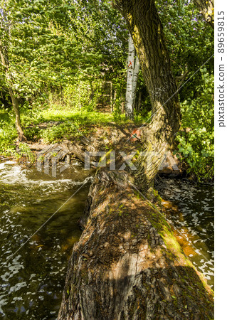 a fallen willow in the water on the lake 89659815