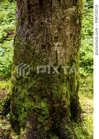 trunk of a spruce tree 89659816