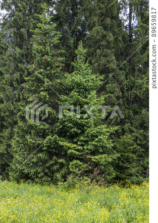 some spruce trees near the forest in Ukrainian Carpathian some spruce trees near the forest in Ukrainian Carpathian 89659817