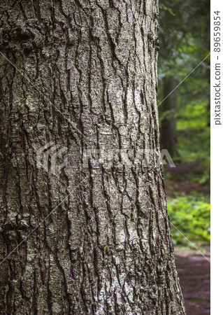 trunk of a spruce tree 89659854
