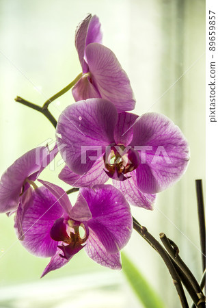 a blossoming orchid (Phalaenopsis) 89659857