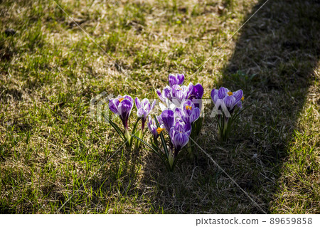 a blossoming crocuses at nature 89659858