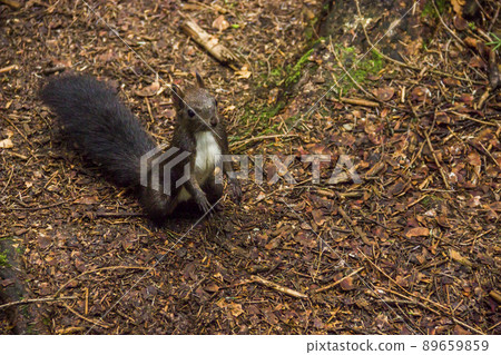 a carpathian squirell a carpathian squirell 89659859