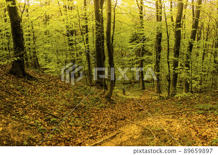 in the forest in the forest 89659897