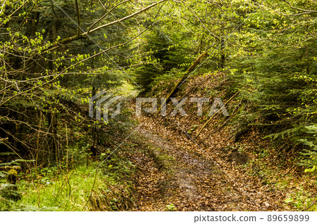 road in forest road in forest 89659899