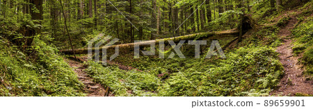 fallen tree in the forest fallen tree in the forest 89659901