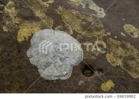 close-up of a stone texture close-up of a stone texture 89659902
