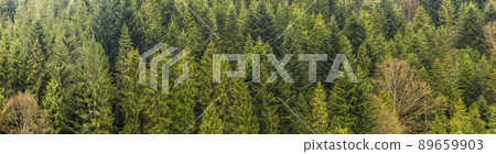 a spruce forest a spruce forest 89659903