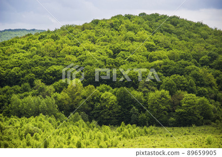 a forest landscape a forest landscape 89659905