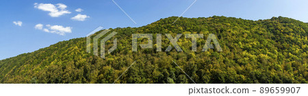 a forest landscape a forest landscape 89659907