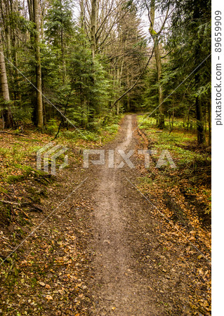 forest road in the Carpathian mountains, national park Skolivski beskidy forest road in the Carpathian mountains, national park Skolivski beskidy 89659909