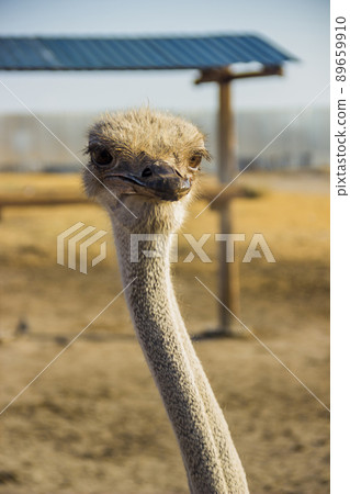 the ostrich portrait the ostrich portrait 89659910