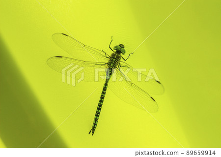 a big dragonfly (Ophiogomphus cecilia) a big dragonfly (Ophiogomphus cecilia) 89659914