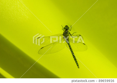 a big dragonfly (Ophiogomphus cecilia) a big dragonfly (Ophiogomphus cecilia) 89659916