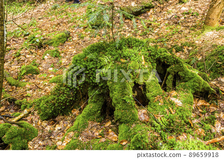 a large spruce stump abundantly overgrown with moss in the forest a large spruce stump abundantly overgrown with moss in the forest 89659918