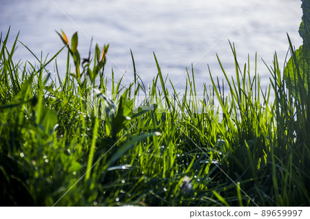 grass at the river bank grass at the river bank 89659997