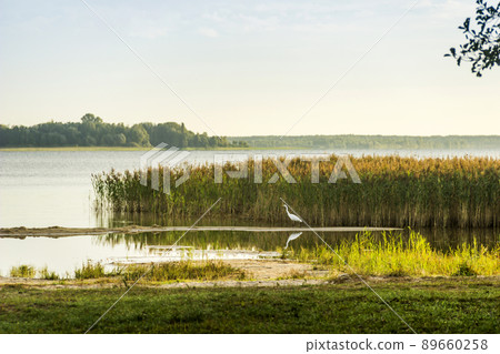 a great egret (ardea alba) at the Svitiaz lake, Shatsk, Ukraine 89660258