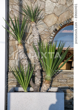 Decorative palm trees in the pot on the square in front of the hotel. Decorative palm trees in the pot on the square in front of the hotel. 89660401