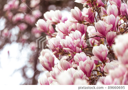Spring floral background, beautiful bloomed light, pink magnolia flowers in a soft light, selective focus, nature concept Spring floral background, beautiful bloomed light, pink magnolia flowers in a soft light, selective focus, nature concept 89660695