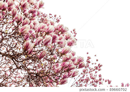 Spring floral background, beautiful bloomed light, pink magnolia flowers in a soft light, selective focus, nature concept Spring floral background, beautiful bloomed light, pink magnolia flowers in a soft light, selective focus, nature concept 89660702