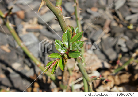 Rose leaves sprout from twig in springtime. Gardening at home. Breeding roses cuttings. 89660704