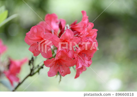 Rhododendron 89660818