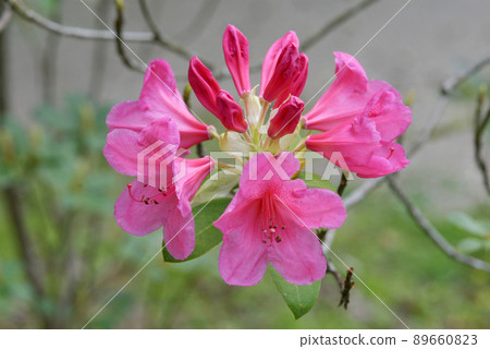 西方杜鵑 89660823