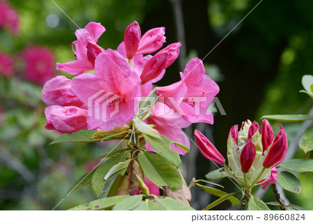 Rhododendron 89660824