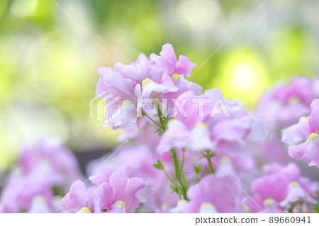 華麗的粉紅色花：麝香豌豆、甜豌豆 89660941