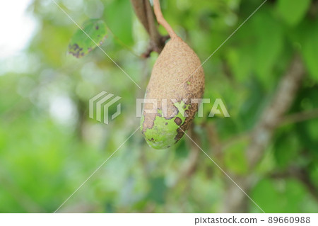 Highly nutritious health food Akebia trifoliata (Nutrition tonic, skin-beautifying effect, Akebia trifoliata) Highly nutritious health food Akebia trifoliata (Nutrition tonic, skin-beautifying effect, Akebia trifoliata) 89660988