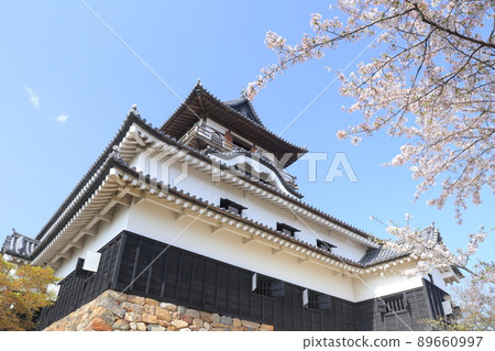 National Treasure Inuyama Castle and Sakura (Inuyama City, Aichi Prefecture) 89660997