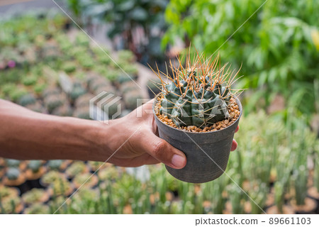 Hand holds a pot with a cactus (Gymnocalycium sp.) at Chatuchak Plant market. Hand holds a pot with a cactus (Gymnocalycium sp.) at Chatuchak Plant market. 89661103