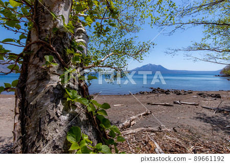 Fresh green of Lake Shikotsu Fresh green of Lake Shikotsu 89661192
