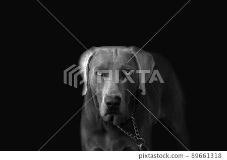 Grey dog in black background Grey dog in black background 89661318