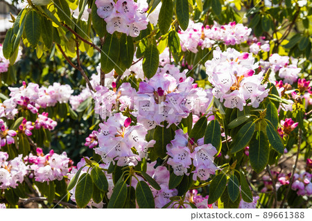 Rhododendron flowers grow and bloom in the botanical garden Rhododendron flowers grow and bloom in the botanical garden 89661388