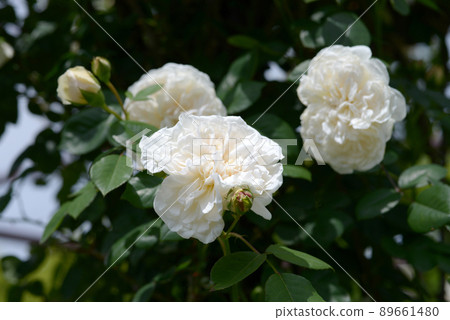 兒子佈魯玫瑰花 兒子佈魯玫瑰花 89661480
