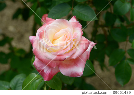 戴安娜王妃玫瑰花 戴安娜王妃玫瑰花 89661489