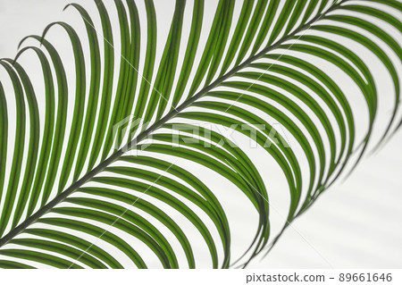Green palm tree leaf on light background closeup. Exotic plant 89661646