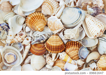 Summer flat lay, pile of colorful seashells close-up 89661647