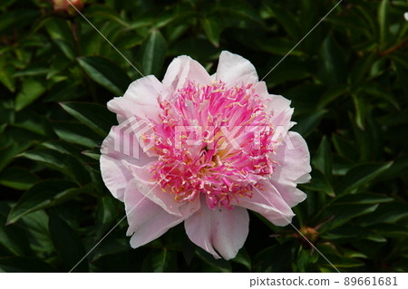 牡丹(牡丹)芍藥 牡丹(牡丹)芍藥 89661681