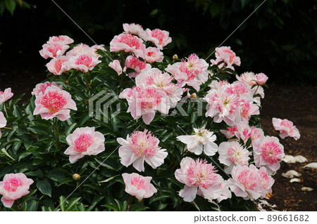 牡丹(牡丹)芍藥 牡丹(牡丹)芍藥 89661682