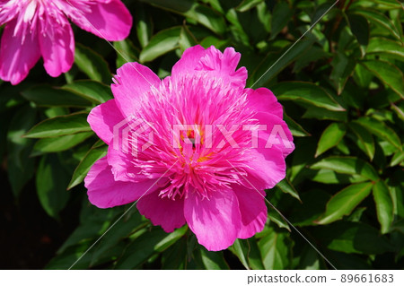 牡丹（牡丹）芍藥 89661683