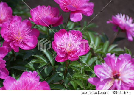 Peony (peony) Paeonia lactiflora 89661684