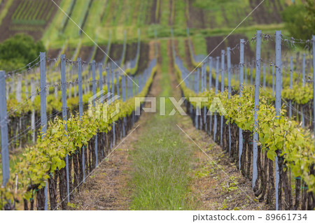 Spring vineyard near Cejkovice, Southern Moravia, Czech Republic Spring vineyard near Cejkovice, Southern Moravia, Czech Republic 89661734