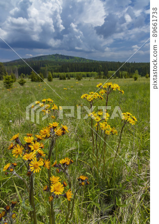 Typical spring landscape near Stozec, Nation park Sumava, Czech Republic Typical spring landscape near Stozec, Nation park Sumava, Czech Republic 89661738
