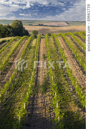Spring vineyard near Cejkovice, Southern Moravia, Czech Republic Spring vineyard near Cejkovice, Southern Moravia, Czech Republic 89661739