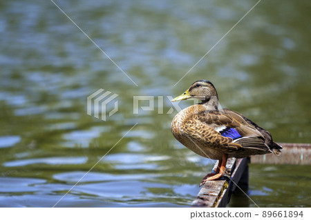 Wild brown duck sitting resting on old ruined bridge frame on water background. 89661894