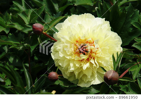 Peony (peony) Paeonia lactiflora Peony (peony) Paeonia lactiflora 89661950
