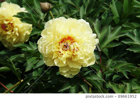 Peony (peony) Paeonia lactiflora 89661952