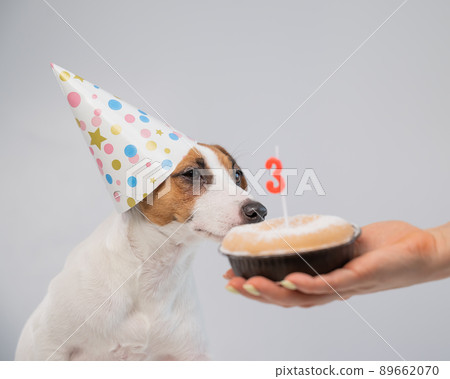 Dog in a birthday hat on a white background. A woman holds out a Jack Russell Terrier a cake with a candle in the shape of the number three Dog in a birthday hat on a white background. A woman holds out a Jack Russell Terrier a cake with a candle in the shape of the number three 89662070